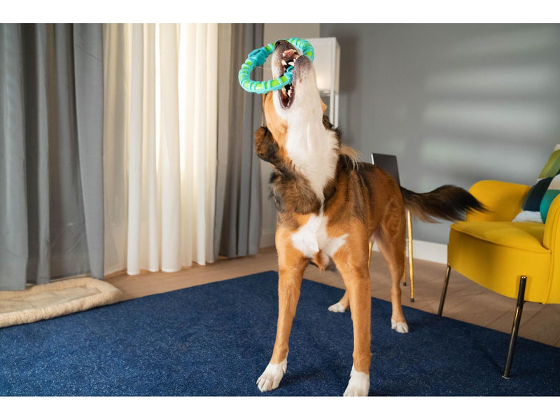 Wham-O Pets WHAM-O Chewla Hoop Squeak