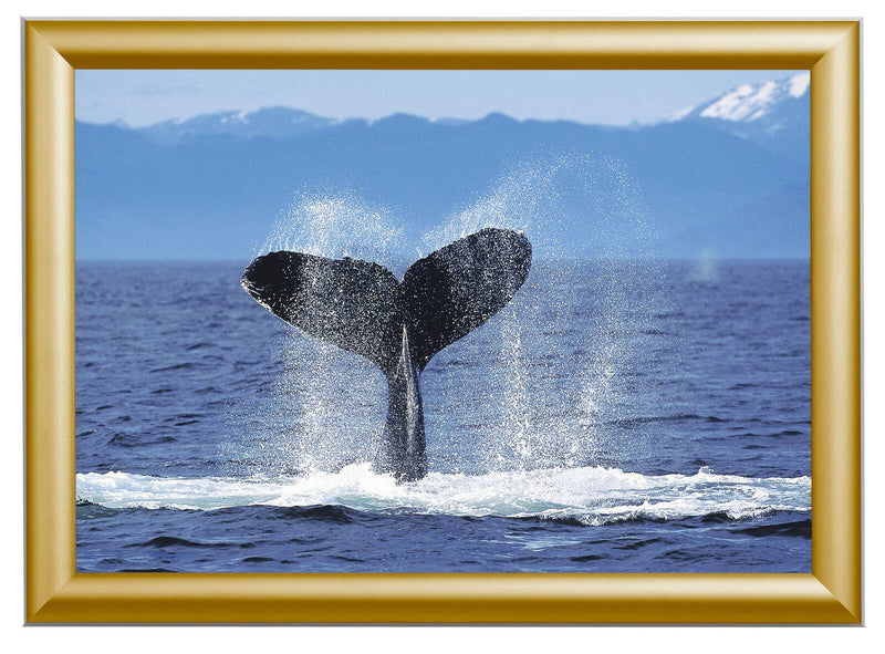 Showdown® Displays Klapprahmen 45,1 x 62,5 cm gold
