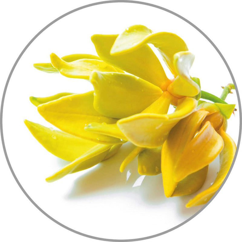 medisana Duftöl Ylang-Ylang 10,0 ml