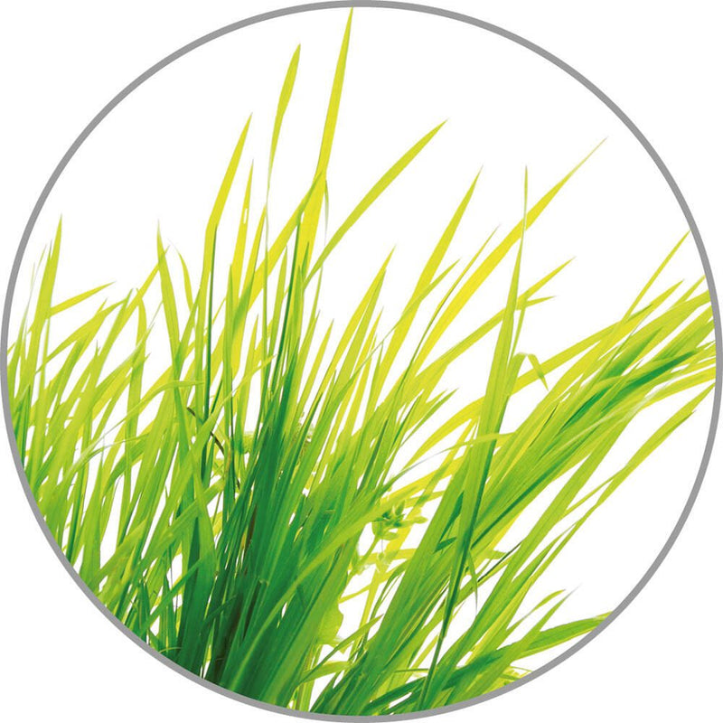 medisana Duftöl Citronella 10,0 ml