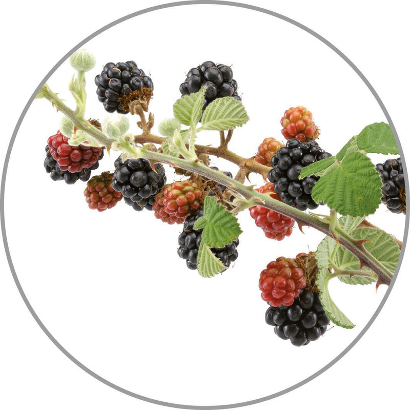 medisana Duftöl Wildbeeren 10,0 ml